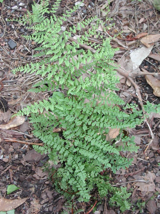 Pteridaceae Adiantopsis chlorophylla