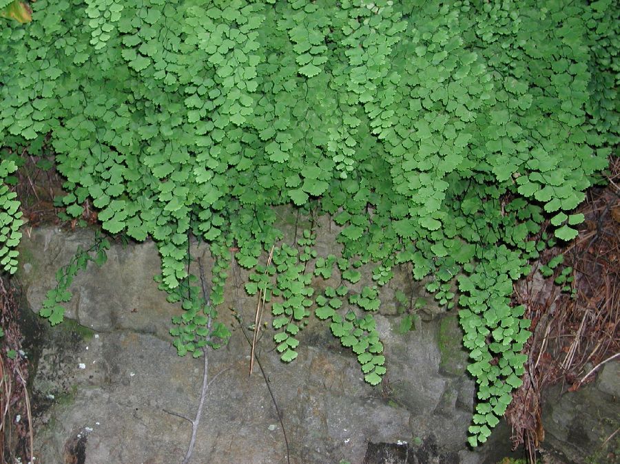 Pteridaceae Adiantum capillus-veneris