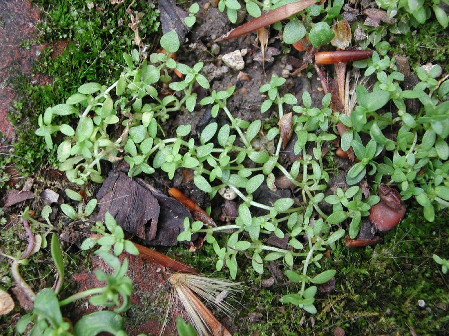 Plantaginaceae Callitriche terrestris