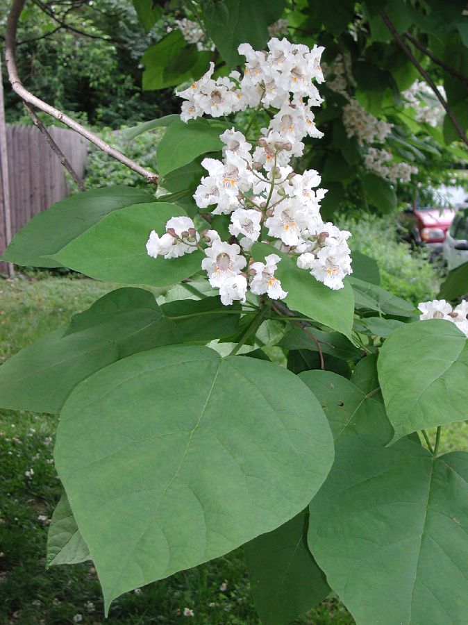 Bignoniaceae Catalpa speciosa