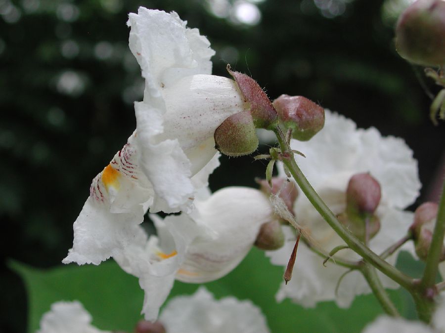 Bignoniaceae Catalpa speciosa