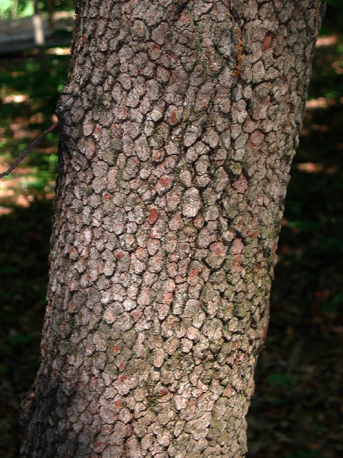 Cornaceae Cornus florida
