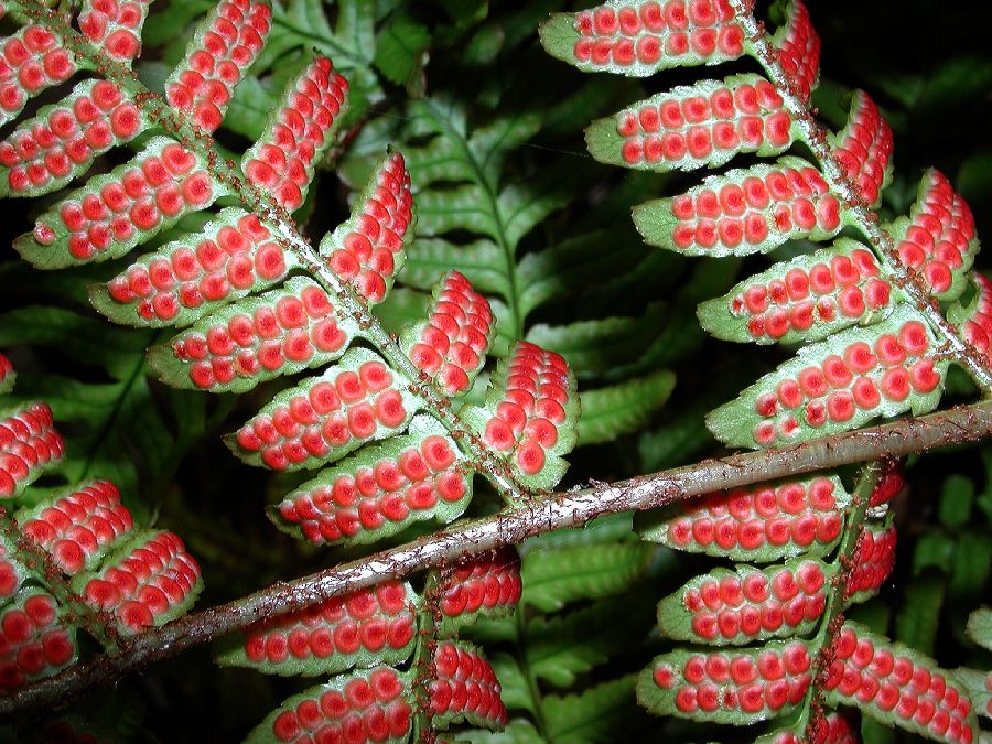 Dryopteridaceae Dryopteris erythrosora