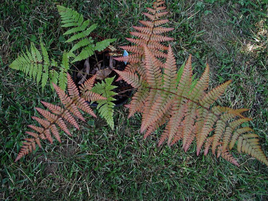 Dryopteridaceae Dryopteris erythrosora