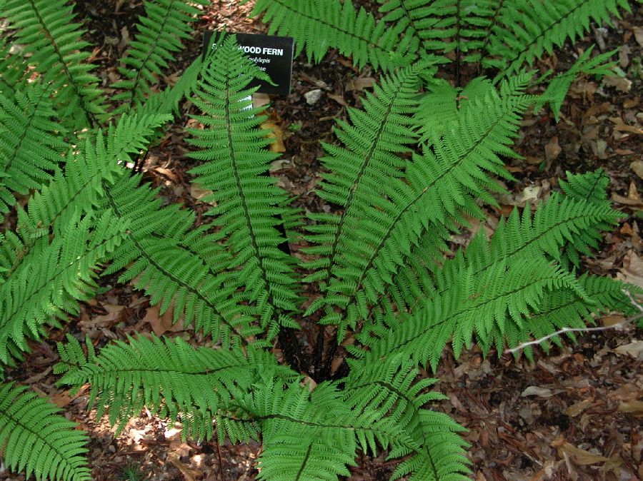 Dryopteridaceae Dryopteris polylepis