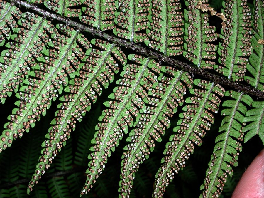 Dryopteridaceae Dryopteris polylepis