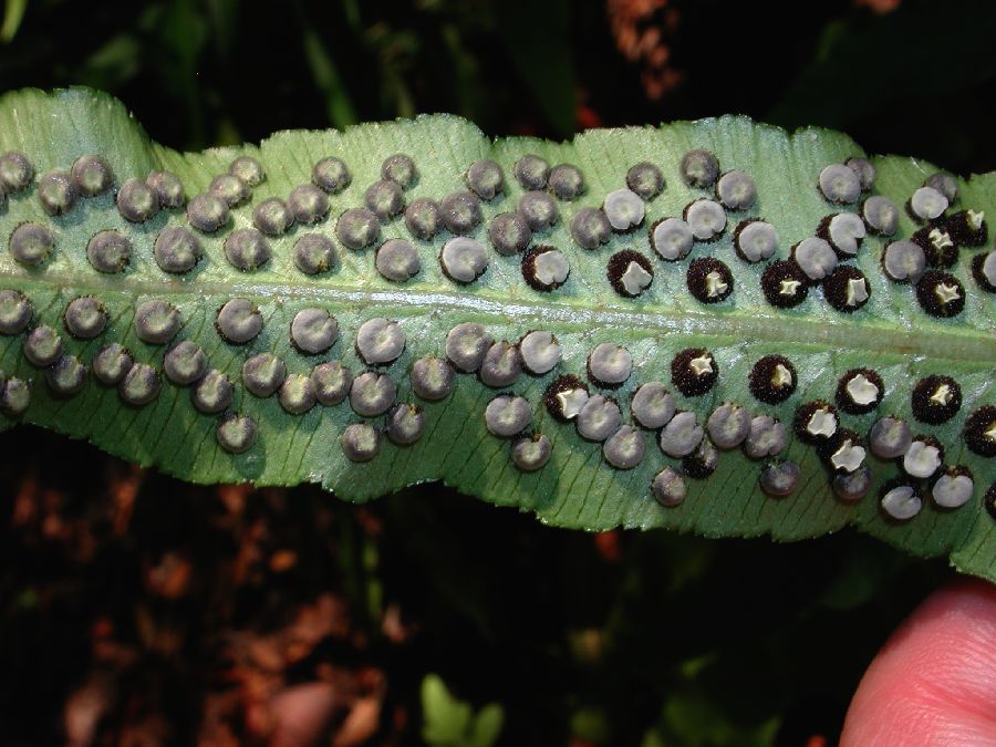 Dryopteridaceae Dryopteris sieboldii