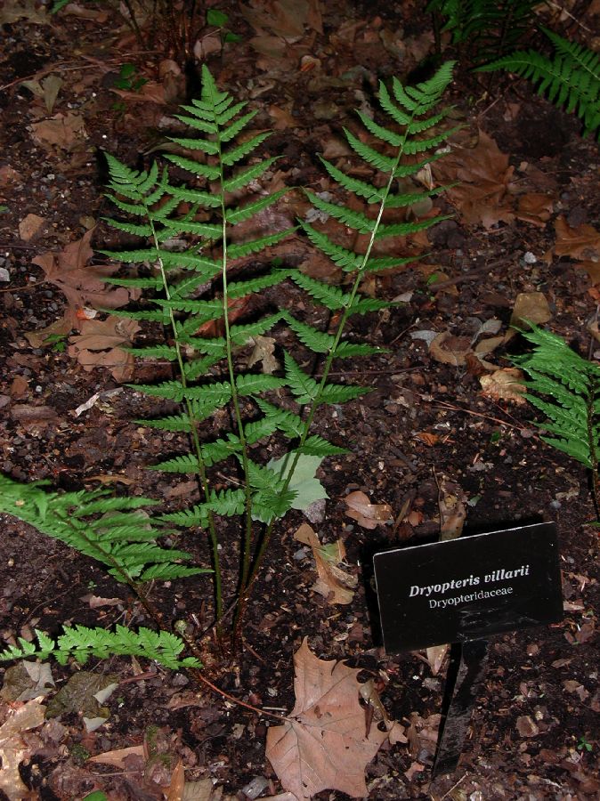 Dryopteridaceae Dryopteris villarii