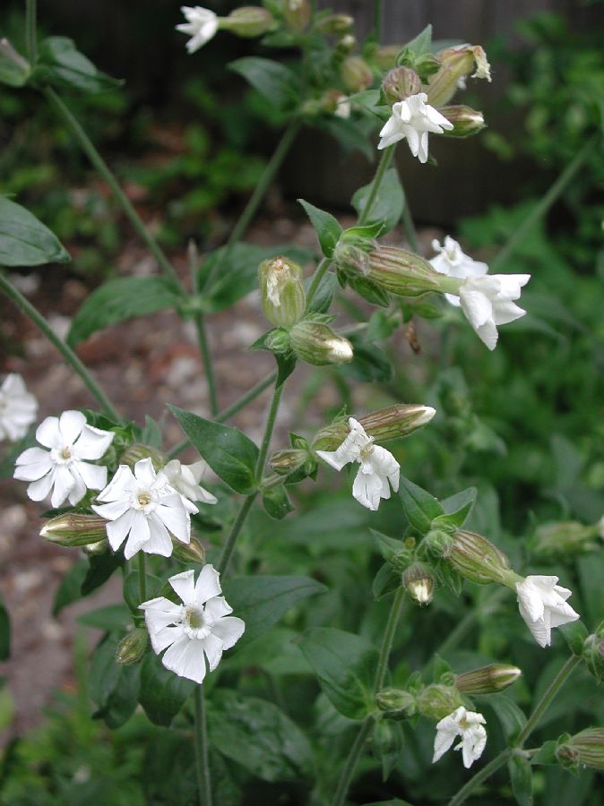 Caryophyllaceae Lychnis alba