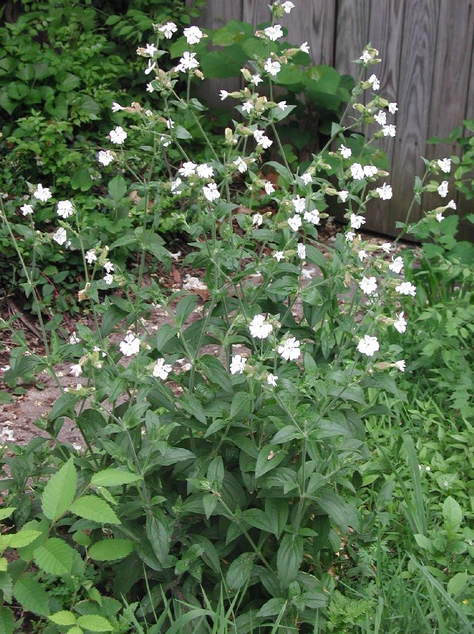 Caryophyllaceae Lychnis alba
