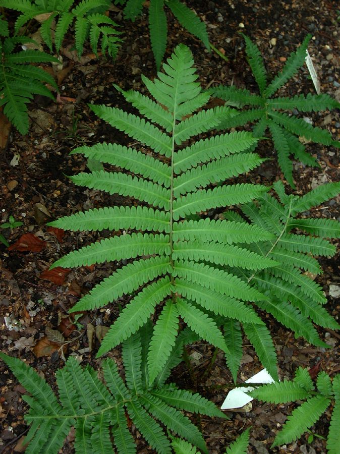 Onocleaceae Matteuccia orientalis