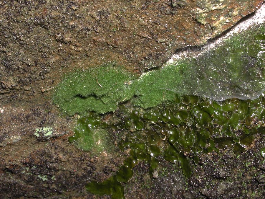 Hymenophyllaceae Crepidomanes intricatum