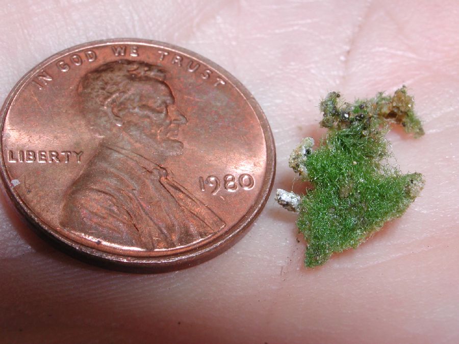 Hymenophyllaceae Crepidomanes intricatum