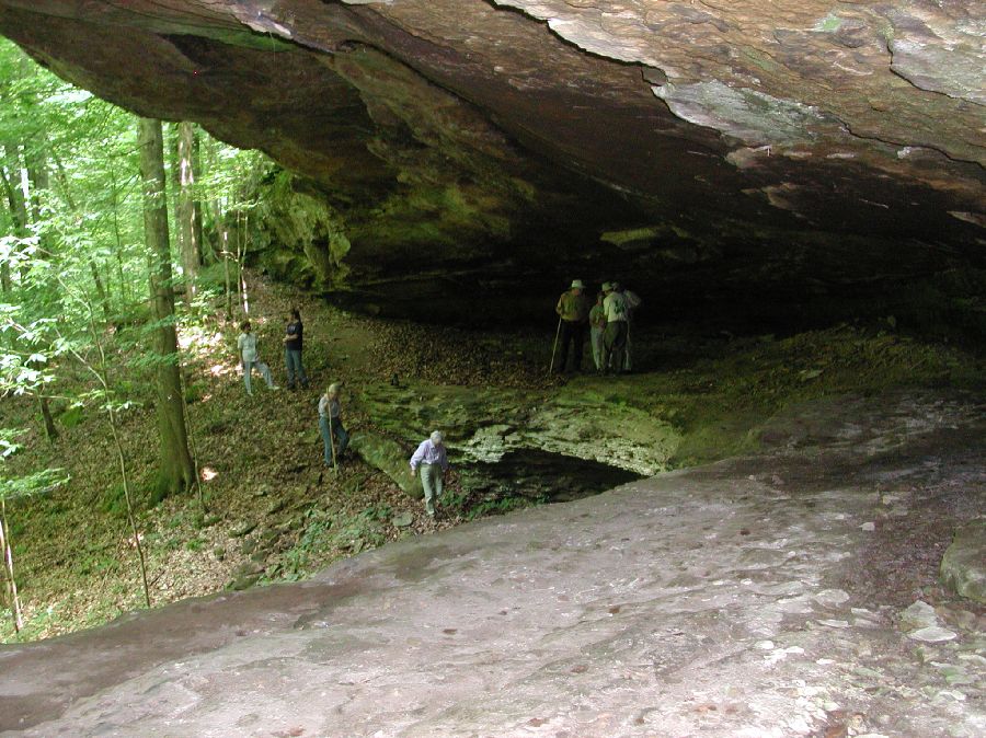 Hymenophyllaceae Crepidomanes intricatum