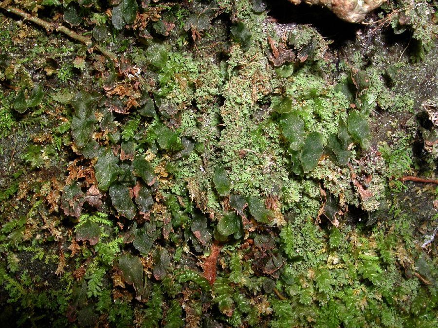 Hymenophyllaceae Didymoglossum petersii