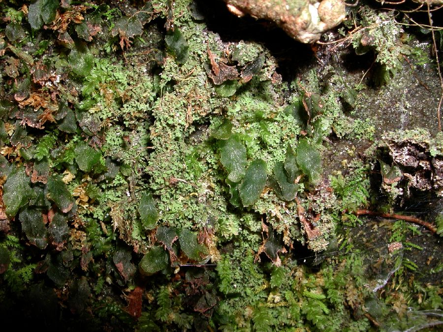 Hymenophyllaceae Didymoglossum petersii