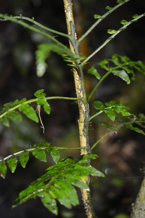 Aspleniaceae Hymenasplenium volubile