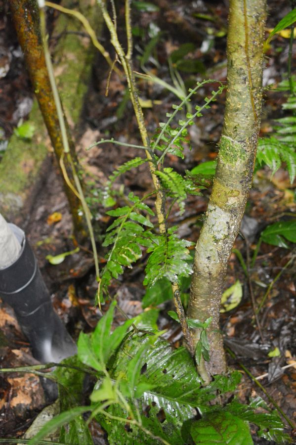 Aspleniaceae Hymenasplenium volubile