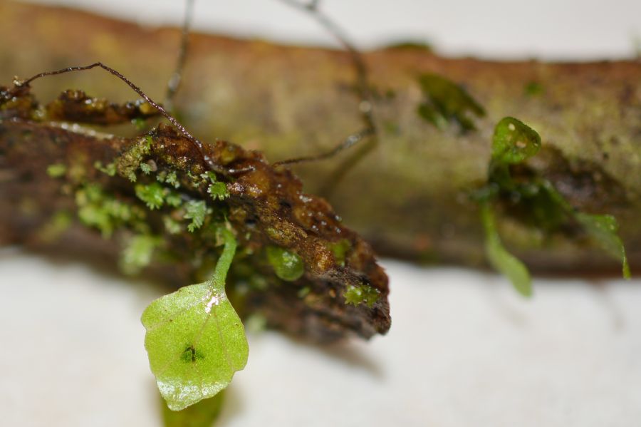 Aspleniaceae Hymenasplenium volubile