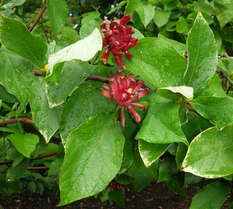 Calycanthaceae Calycanthus floridus