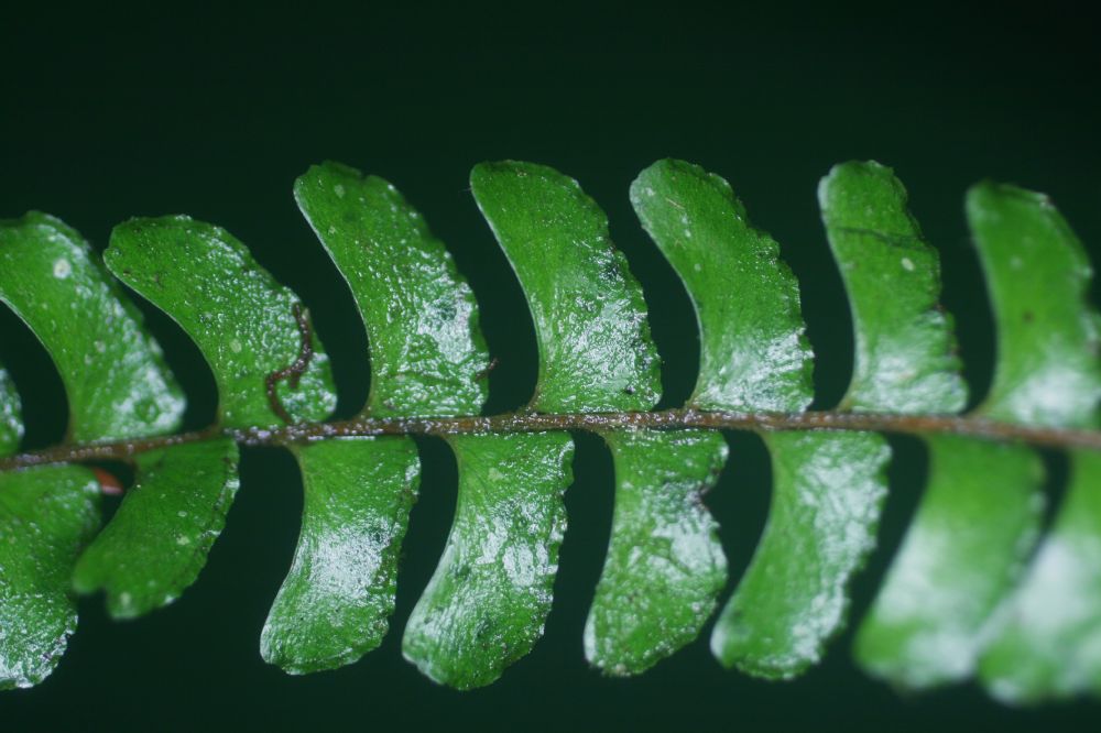 Lindsaeaceae Lindsaea quadrangularis