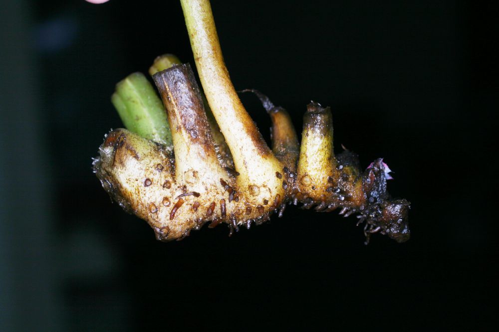 Lonchitidaceae Lonchitis hirsuta