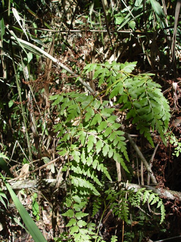 Anemiaceae Anemia labiakii