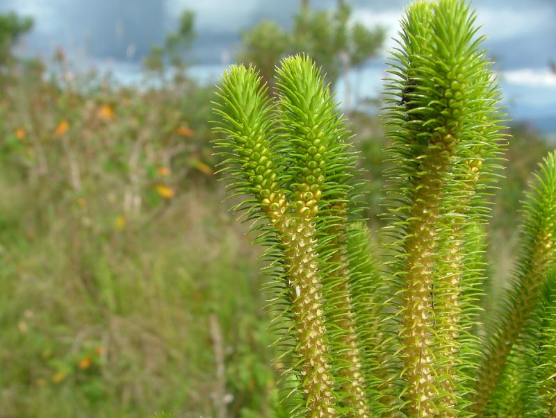 Lycopodiaceae Phlegmariurus reflexus