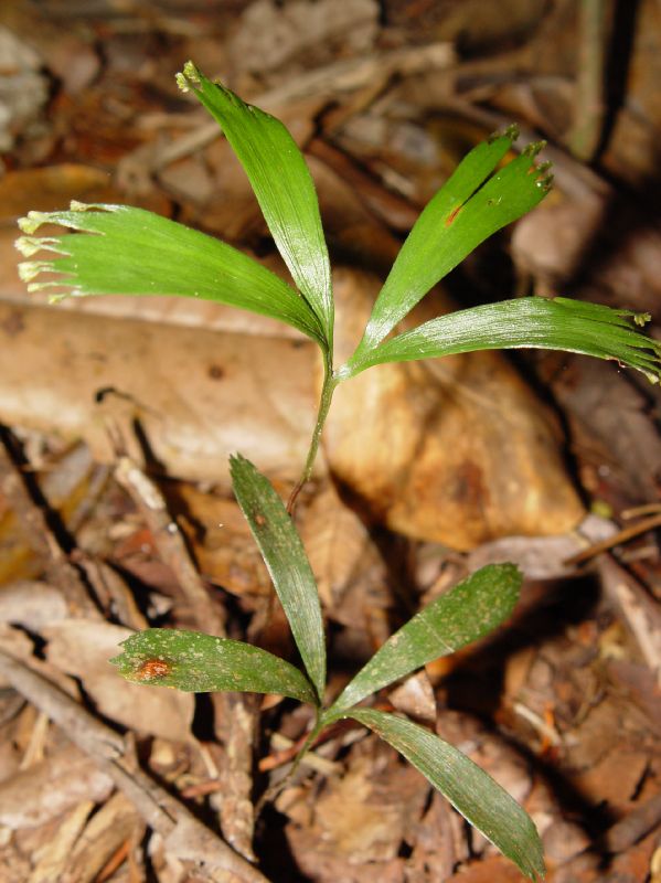 Schizaeaceae Schizaea elegans