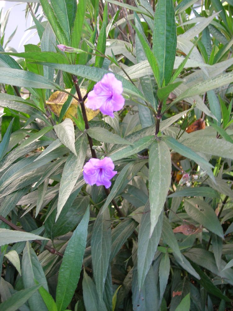 Acanthaceae Ruellia 