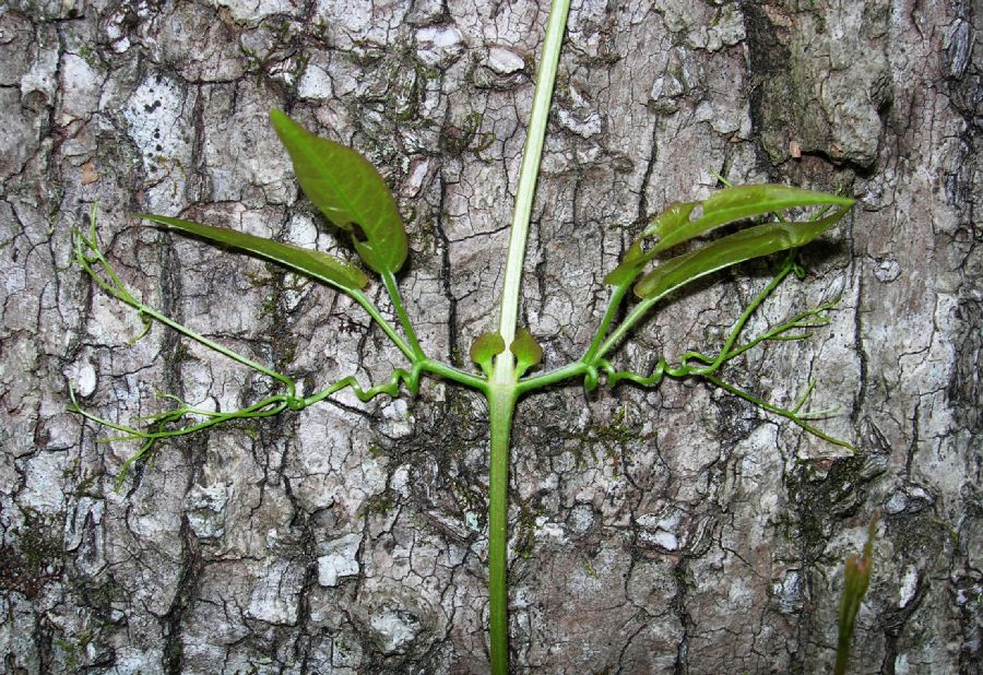 Bignoniaceae Bignonia capreolata