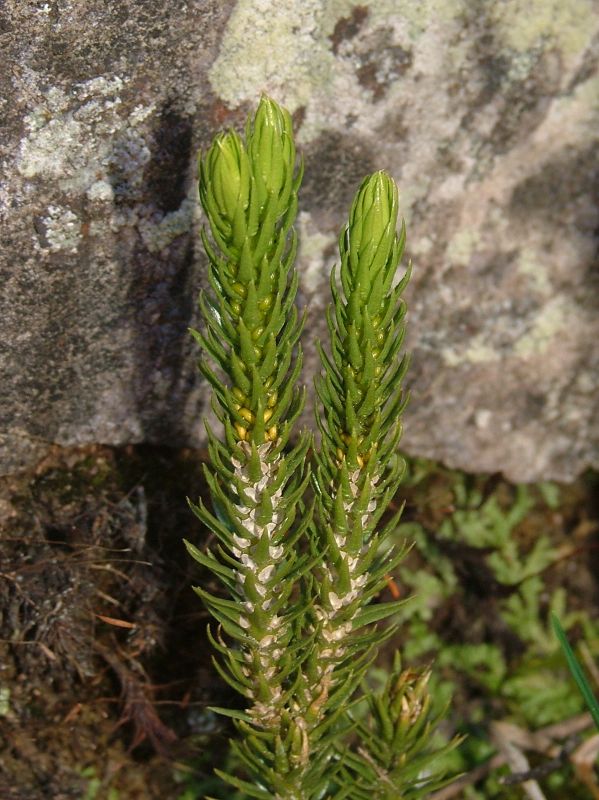 Lycopodiaceae Phlegmariurus badinii