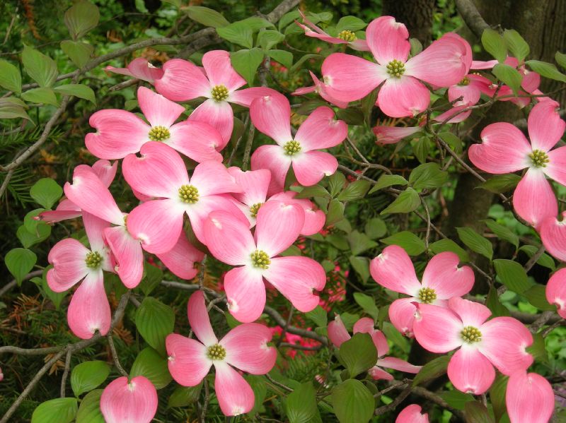 Cornaceae Cornus florida