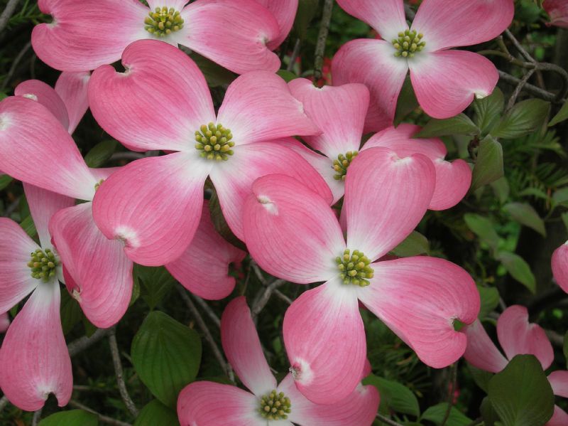 Cornaceae Cornus florida