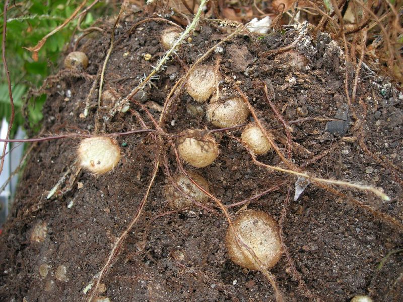 Nephrolepidaceae Nephrolepis cordifolia