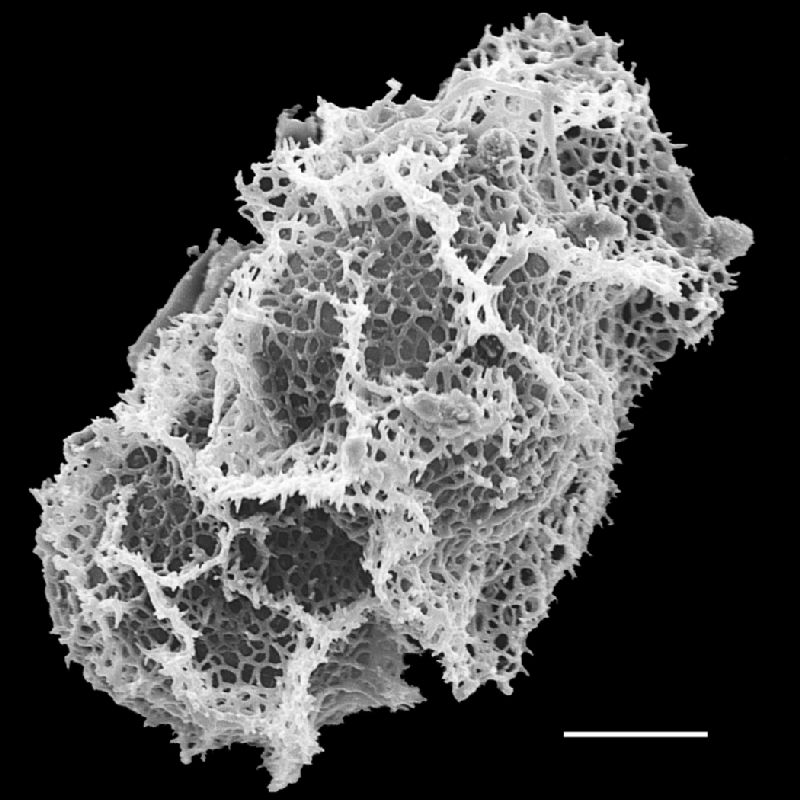 Lomariopsidaceae Bolbitis appendiculata