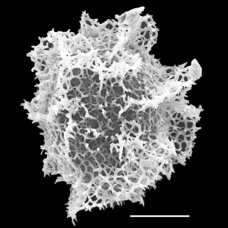 Lomariopsidaceae Bolbitis appendiculata