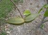 image of Cryptostegia madagascariensis