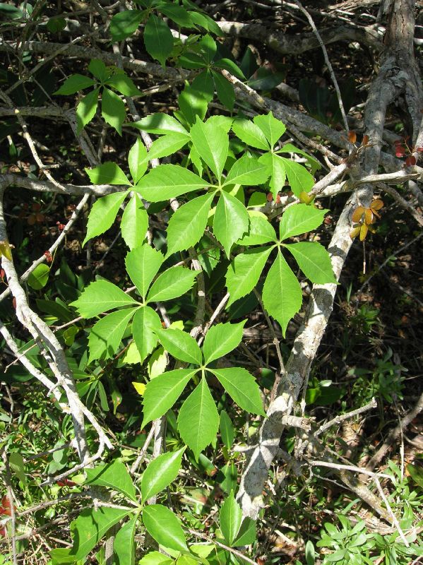 Vitaceae Parthenocissus quinquefolia