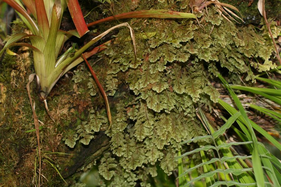 Hymenophyllaceae Hymenophyllum 