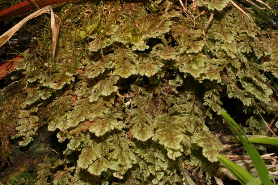 Hymenophyllaceae Hymenophyllum 