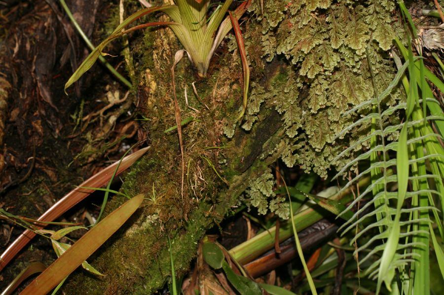 Hymenophyllaceae Hymenophyllum 