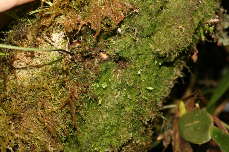 Hymenophyllaceae Hymenophyllum 