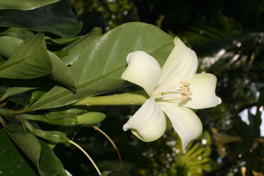 Rubiaceae Cosmibuena grandiflora