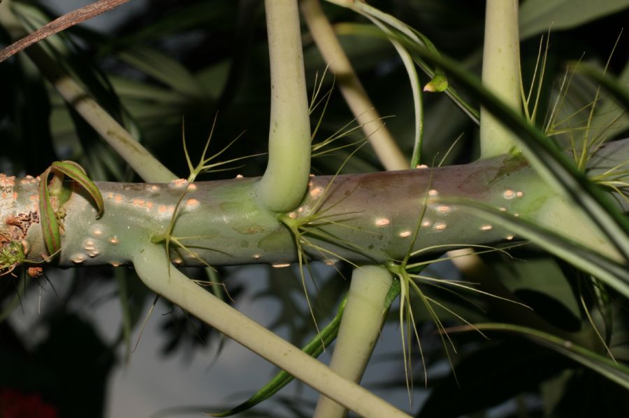 Euphorbiaceae Jatropha multifida