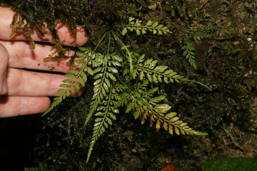 Aspleniaceae Asplenium triculum