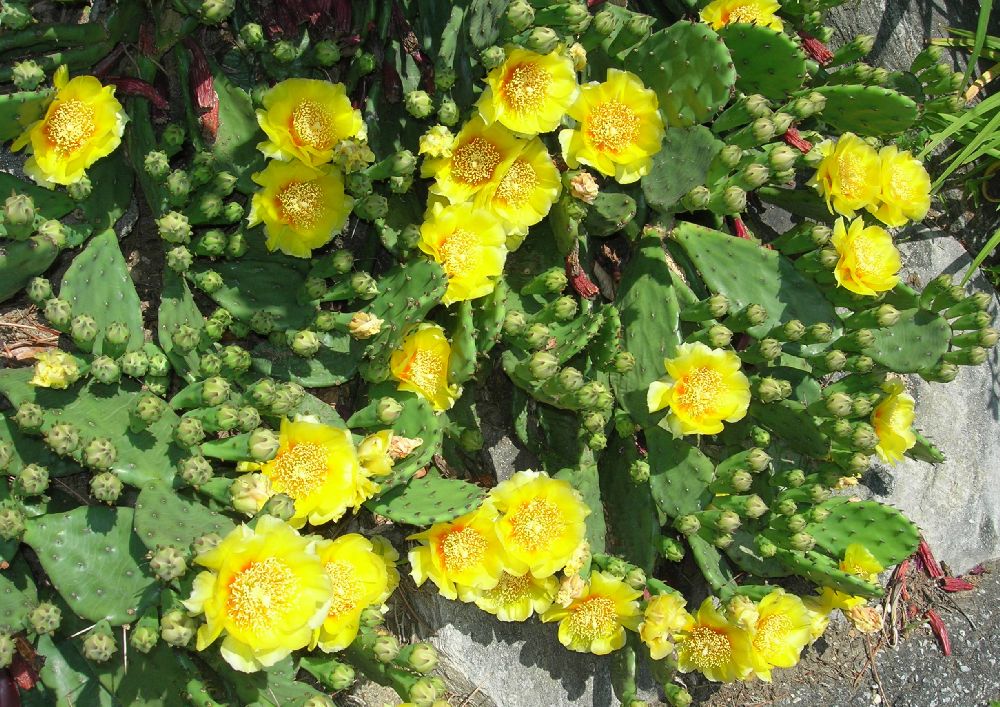 Cactaceae Opuntia humifusa