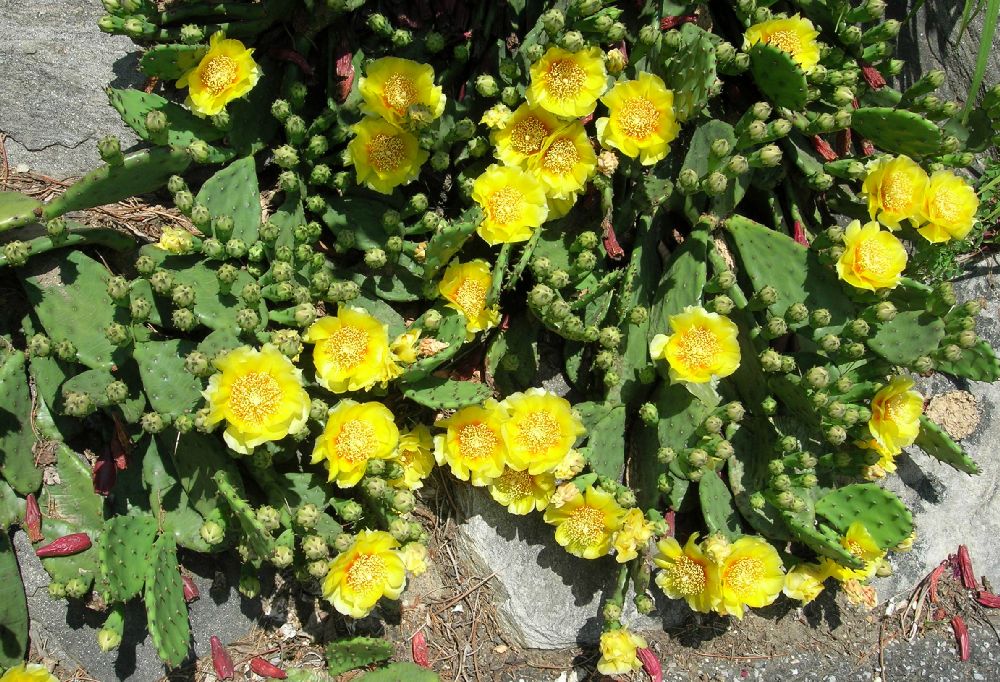 Cactaceae Opuntia humifusa