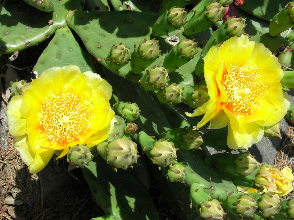 Cactaceae Opuntia humifusa