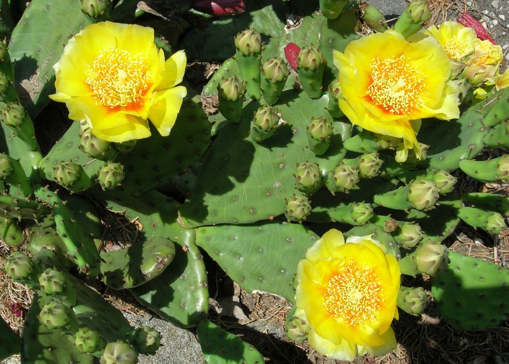 Cactaceae Opuntia humifusa